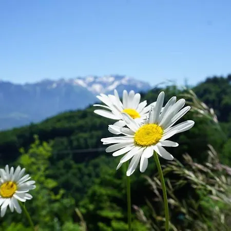 Alpstuga Herzli-chalet Ueber Dem Rheintal Mit Schlossblick