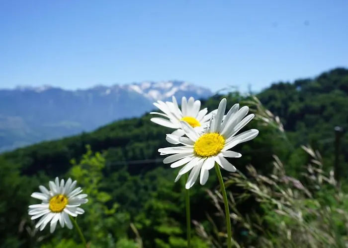 Chalet Herzli-chalet Ueber Dem Rheintal Mit Schlossblick Werdenberg