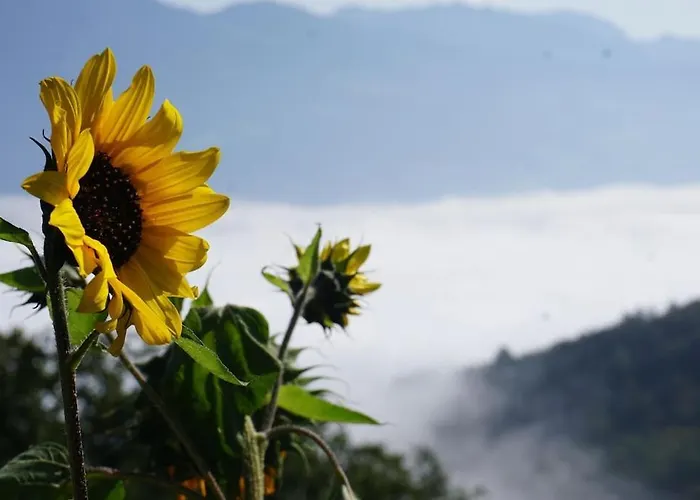 Herzli-chalet Ueber Dem Rheintal Mit Schlossblick Chalet Werdenberg